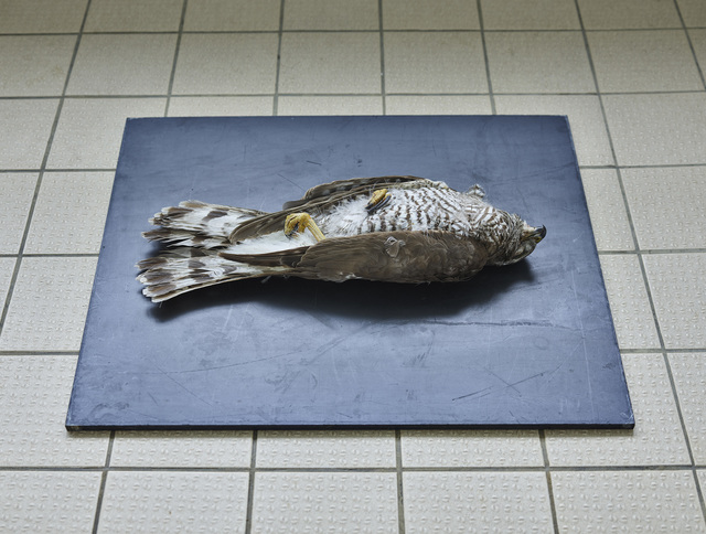 Thomas Struth, ‘Habicht (Accipiter gentilis), Leibniz IZW, Berlin 2016’, Galerie Greta Meert