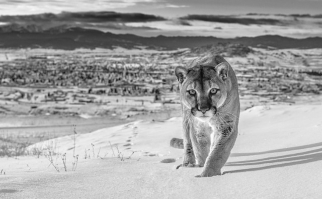 David Yarrow, ‘Frontier Town’, 2020, Photography, Archival Pigment Print, Hilton Asmus