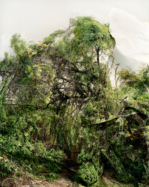 Laura Plageman, ‘Response to Shrub with Doves’, 2006, Photography, Digital pigment print, De Soto Gallery