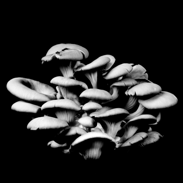 Dale M. Reid, ‘Oyster Mushroom no. 20’, 2014, Photography, Silver gelatin, JL Phillips Gallery