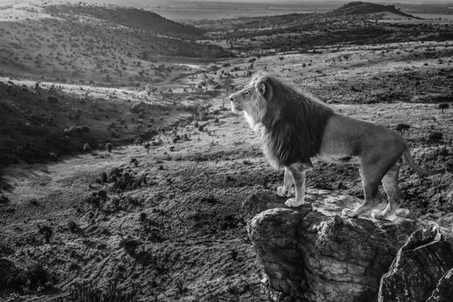 David Yarrow, ‘Pride Rock ’, 2019, Maddox Gallery