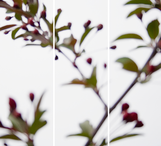 Jeri Eisenberg, ‘Crabapple No. 4’, 2008, Carrie Haddad Gallery