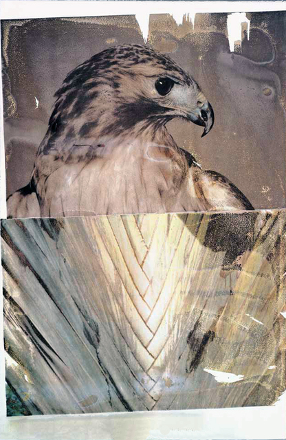 Robert Rauschenberg, ‘Nature’, 1994, Kenneth A. Friedman & Co.