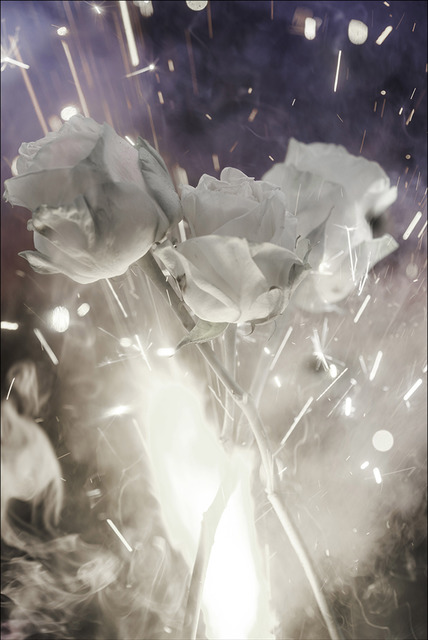 Bill Beckley, ‘Wars of the Roses 95’, 2016, Rosenbaum Contemporary