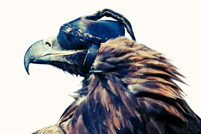 Lyle Owerko, ‘Eagle Hunter 1’, 2015, Joseph Gross Gallery