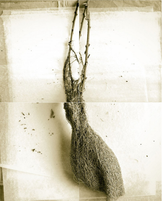 Laurie Rubin, ‘Long Weaver Bird Nest’, Chicago Art Source