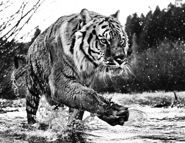 David Yarrow, ‘Mystic River ’, 2015, Photography, Digital Pigment Print on Archival 315gsm Hahnemuhle Photo Rag Baryta Paper, Isabella Garrucho Fine Art