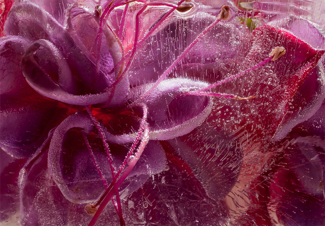 Eric Stampfli, ‘Fushia 62’, 2017-2019, Ethos Contemporary Art