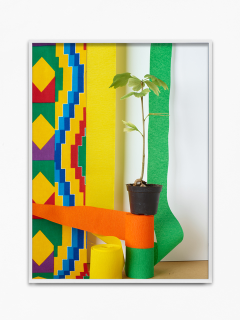 Annette Kelm, ‘Gingko’, 2019, KÖNIG GALERIE