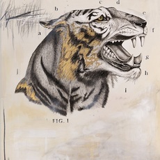 Elizabeth Waggett's Big Cats