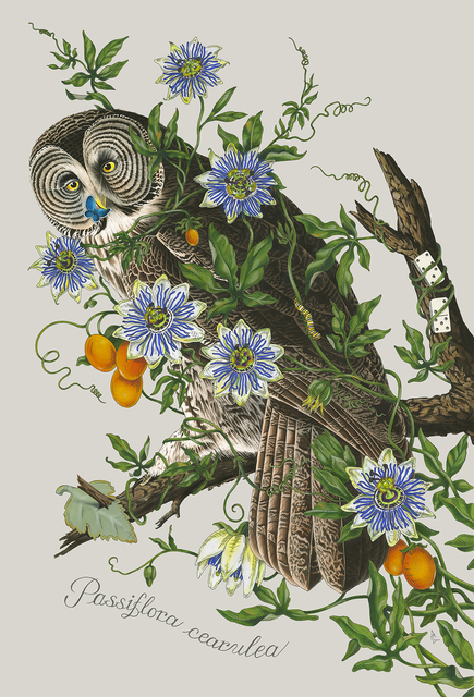 Penelope Gottlieb, ‘Passiflora cearulea’, 2020, Gerald Peters Gallery