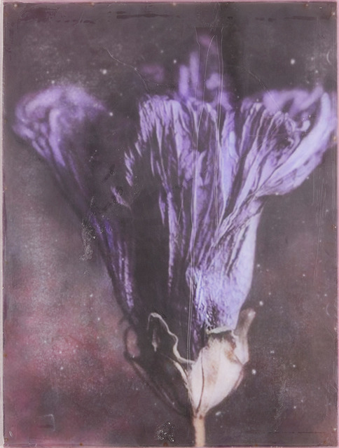 Josef Hirthammer, ‘Lila’, 2017, GALERIE VON&VON