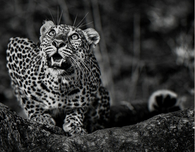 David Yarrow, ‘Ground Alert’, 2016, Photography, Archival Pigment Print, Maddox Gallery