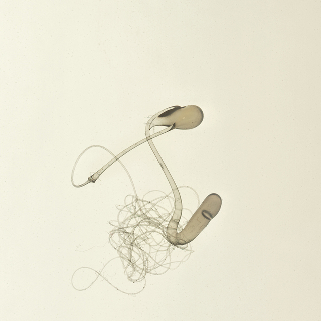 Laurent Lamarche, ‘Celly 4’, 2011, Art Mûr
