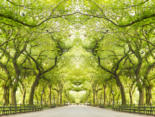 Laurie Victor Kay, ‘Trees III, NY’, 2017, Photography, Archival pigment photograph, Gilman Contemporary