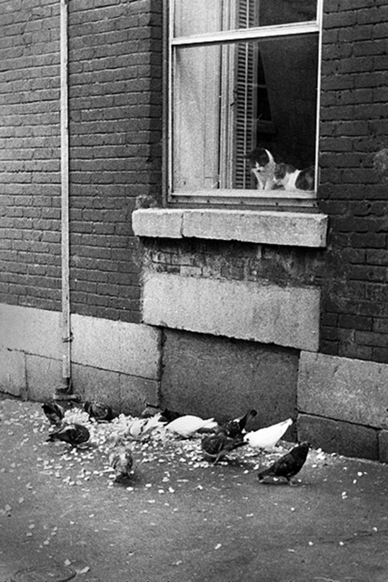 Réjean Meloche, ‘Chats et Pigeons’, 1975, The Print Atelier