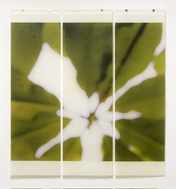 Jeri Eisenberg, ‘Giant Magnolia’, 2010, Carrie Haddad Gallery