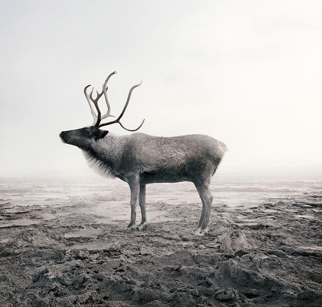 Alice Zilberberg, ‘Calm Caribou’, 2019, Photography, Photo-based digital painting (Paper - Canson Infinity Rag Photographique), Isabella Garrucho Fine Art