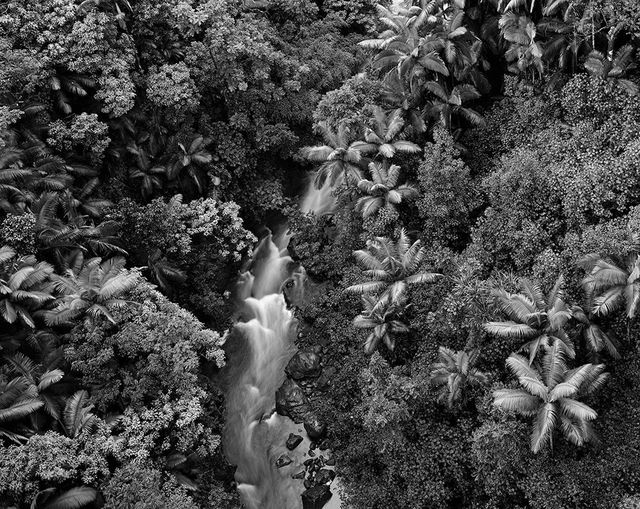 Stu Levy, ‘Rainforest, Hawaii’, 1989, Gallery 270