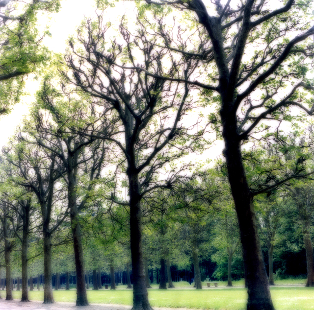Lynn Geesaman, ‘Parc de Sceaux, France (4-07-5c-4)’, 2007, Yancey Richardson Gallery