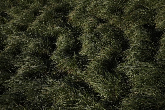 Gleb Kosorukov, ‘BEL AIR’, 2009-2010, Rizzordi Art Foundation