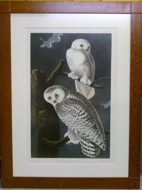 John James Audubon, ‘John James Audubon "Snowy Owl" rare nocturnal print Oppenheimer Edition’, Lions Gallery