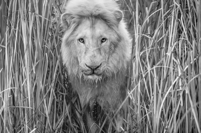 David Yarrow, ‘Narnia ’, 2019, Print, Archival Pigment Print, Maddox Gallery