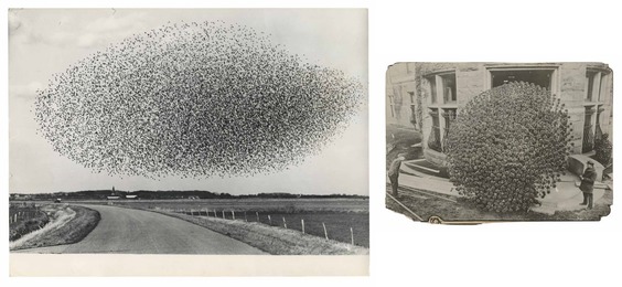 TQ 45/46: Flock of Starlings/Chrysanthemum