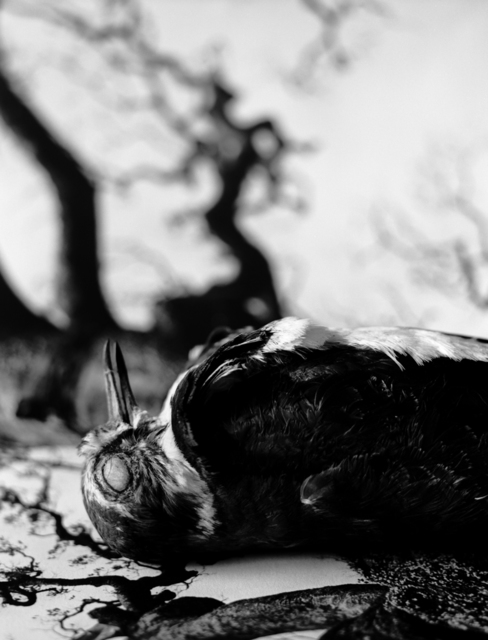 Koo Bohnchang, ‘Breath 08’, 1995, Photography, Three Shadows +3 Gallery