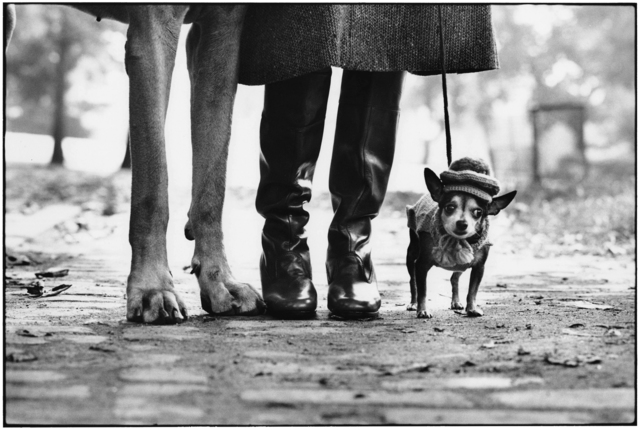 Elliott Erwitt, ‘New York City, 1974 (dog legs)’, 1974, Holden Luntz Gallery