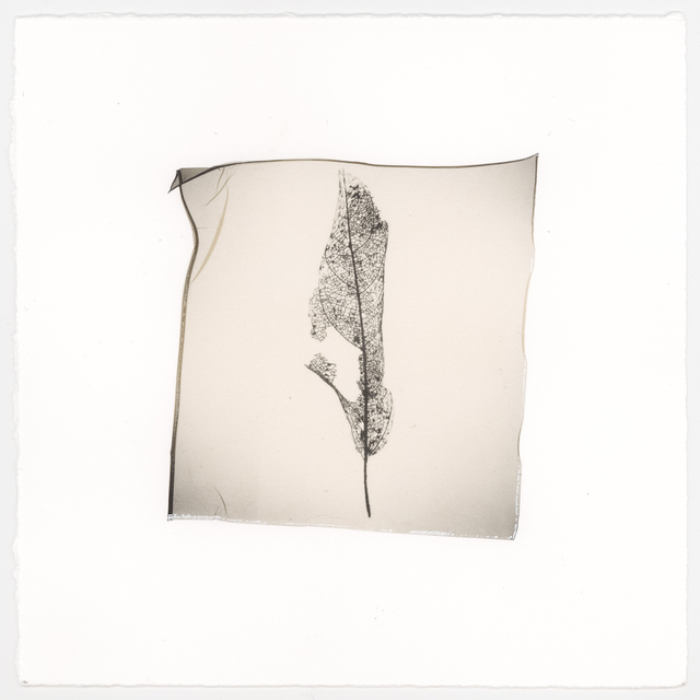 Vanessa Cowling, ‘Leaf (Veins)’, 2019, Barnard