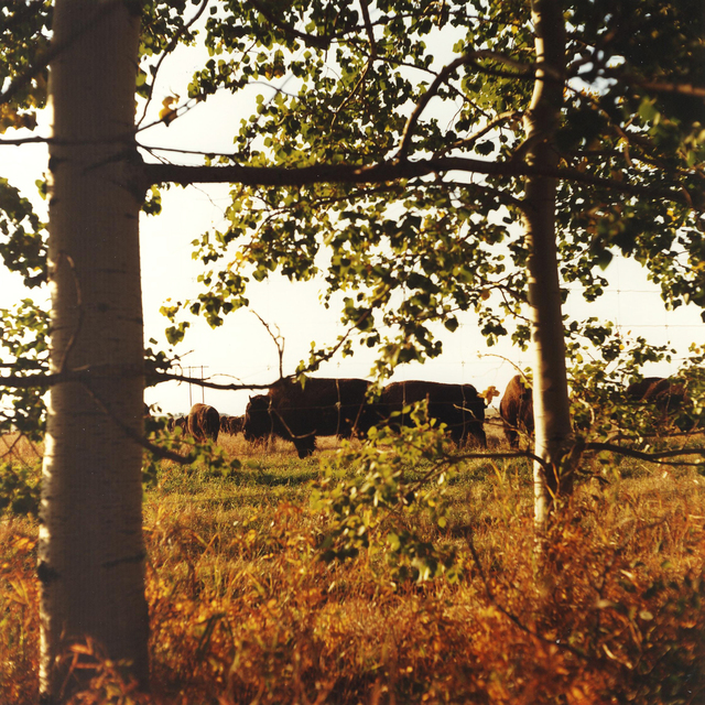 Dianne Bos, ‘Bison, Fall Springbank’, 2012, Photography, Inkjet Print, Newzones
