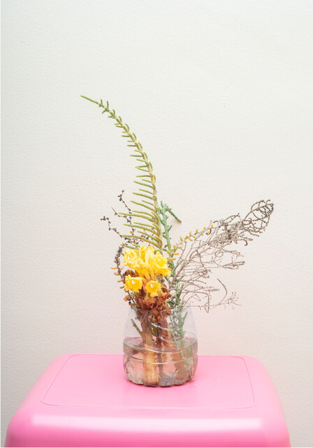 Desert Hyacinth