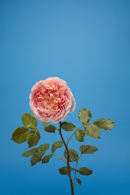 Luke Stephenson, ‘Jubilee Celebration’, 2018, The Photographers' Gallery | Print Sales