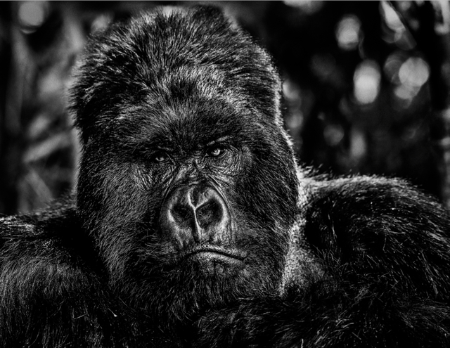 David Yarrow, ‘The Governor’, 2019, Hilton Asmus