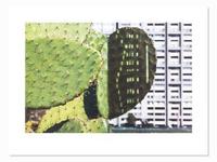 Cactus Score