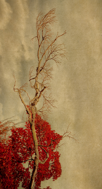 Albarrán Cabrera, ‘The Mouth of Krishna, #530’, 2016, Photography, Printed in 2021 Pigments, Japanese paper and gold leaf, Michael Hoppen Gallery