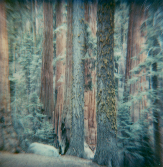 Carmen de Vos, ‘Sequoia #125 - from the series US Road trip Diary ’, 2007, Photography, Archival pigment print on canvas, photo based on an expired Polaroid, Instantdreams