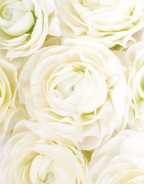 Ron van Dongen, ‘Ranunculus asiaticus (CSL 027)’, 2005, Benrubi Gallery