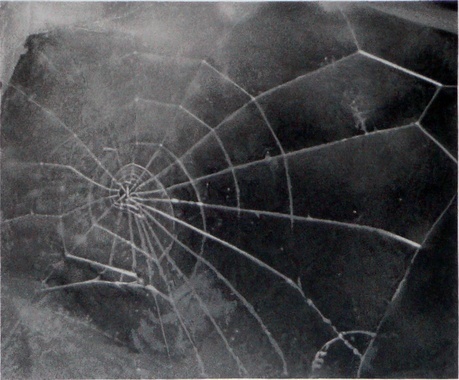 Vija Celmins, ‘Spider-Web’, 2009, Print, Screenprint, inde/jacobs