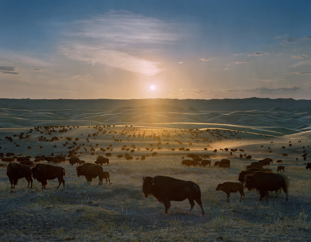 Andrew Moore, ‘Flying H Buffalo Ranch, Walworth County, South Dakota’, 2006, Yancey Richardson Gallery