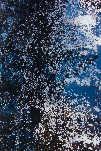 Mika Ninagawa, ‘PLANT A TREE’, 2011, Tomio Koyama Gallery