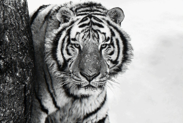 David Yarrow, ‘Good Morning Siberia ’, 2018, Maddox Gallery