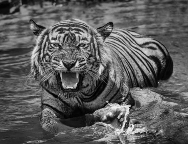 David Yarrow, ‘Risky Business’, 2018, Photography, 315gsm Hahnemuhle Photo Rag Baryta Paper, Isabella Garrucho Fine Art