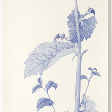 Joan Linder