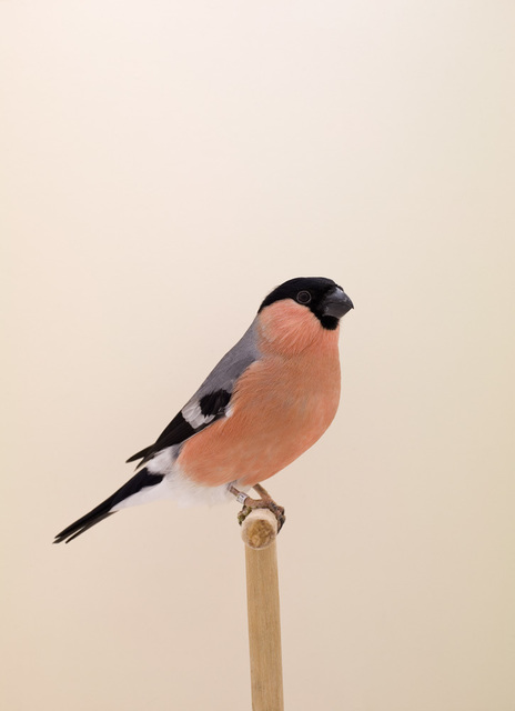Luke Stephenson, ‘Siberian Bullfinch #1, from The Incomplete Dictionary of Show Birds’, 2008, The Photographers' Gallery | Print Sales