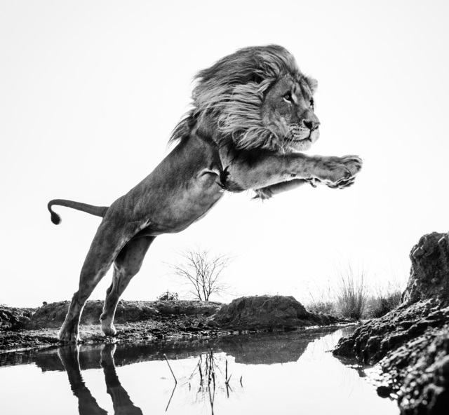 David Yarrow, ‘Lion King’, 2014, Photography, Archival Pigment Print, Hilton Asmus