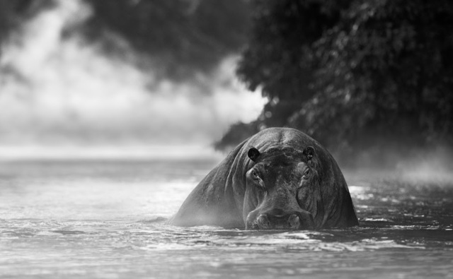David Yarrow, ‘The River Monster’, 2018, Photography, * 315gsm Hahnemuhle Photo Rag Baryta Paper
, Isabella Garrucho Fine Art
