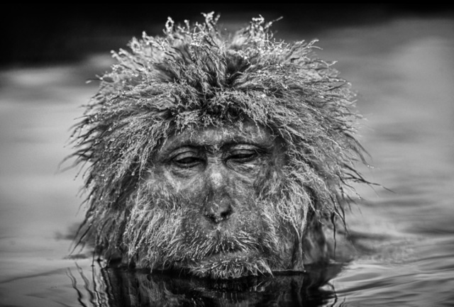 David Yarrow, ‘Miserable Monkey’, 2013, Photography, Archival Pigment Print, Hilton Asmus