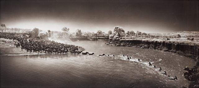 Nick Brandt, ‘Masai Mara, Zebra Crossing River’, 2006, Le Salon Vert